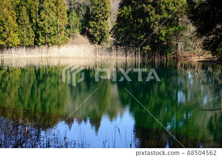 Waterfowl play waterfall head water source pond Akita Prefecture 88504562