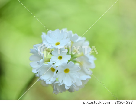Primrose Primrose (Primula Denticulata) 88504588