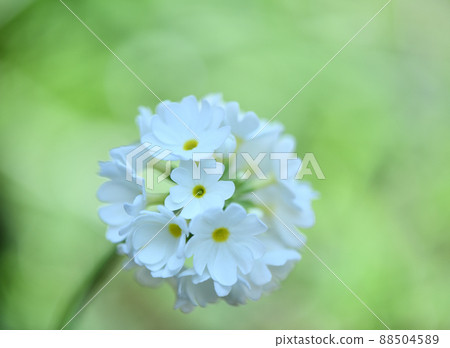 Primrose Primrose (Primula Denticulata) 88504589