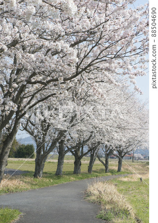 盛開的櫻花(倉吉市上鴨公路站) 盛開的櫻花(倉吉市上鴨公路站) 88504690