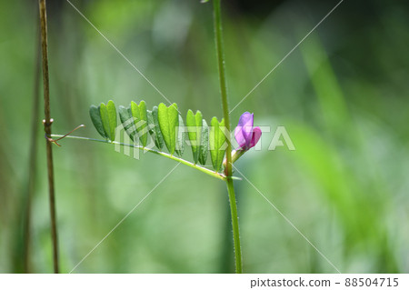 Karasuno pea (Kono Beans) 88504715