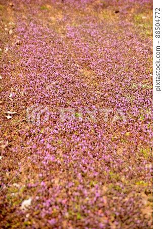 充滿田野的紅紫色花朵 88504772