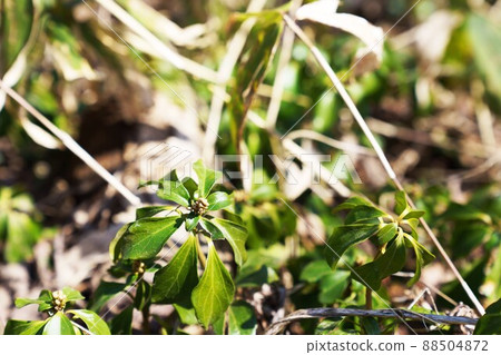 Pachysandra "Yamano grass" Pachysandra "Yamano grass" 88504872