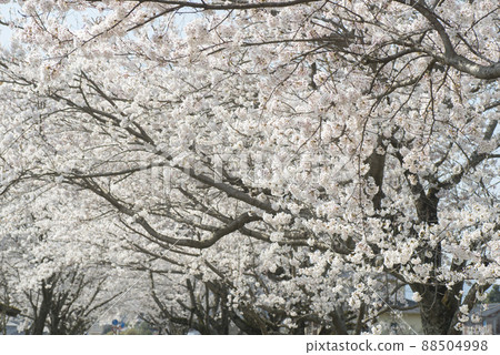 Cherry blossoms in full bloom (Road Station Kamiogamo, Kurayoshi City) Cherry blossoms in full bloom (Road Station Kamiogamo, Kurayoshi City) 88504998