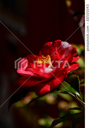 山茶花 山茶花 88505043