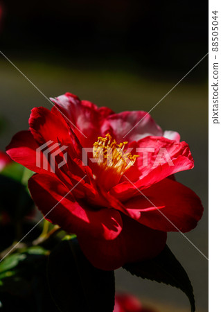 山茶花 山茶花 88505044