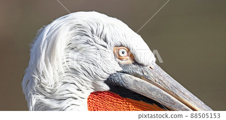 Closeup of a pelican at the Pragua zoo Closeup of a pelican at the Pragua zoo 88505153