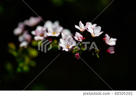 Pink snow willow Pink snow willow 88505201