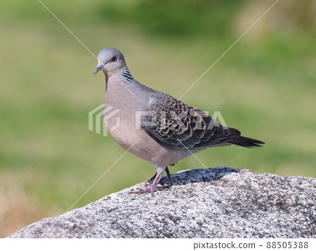 斑鳩 88505388