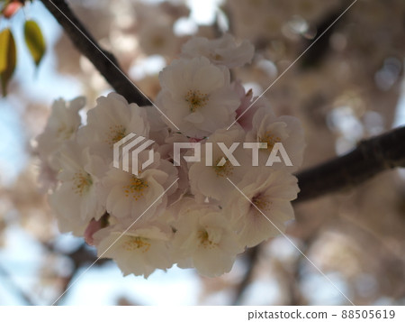 Cherry Blossoms	 88505619