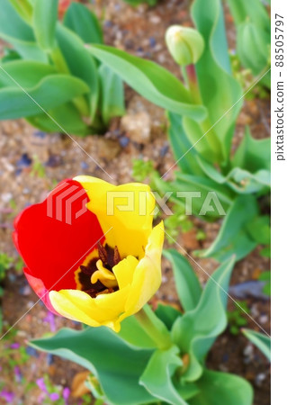 Two-color tulips at Ogata Tulip Fair Two-color tulips at Ogata Tulip Fair 88505797