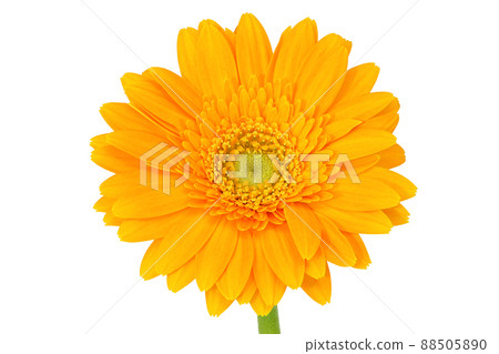 [非洲菊]（深度合成） 88505890