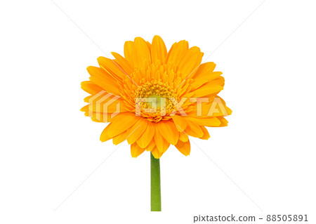 [Gerbera] (Depth synthesis) 88505891