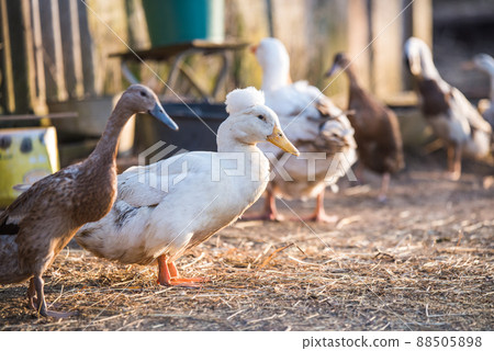 Group of geese walking around yard and garden 88505898