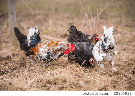 Roosters and hens walking around the poultry yard Roosters and hens walking around the poultry yard 88505921