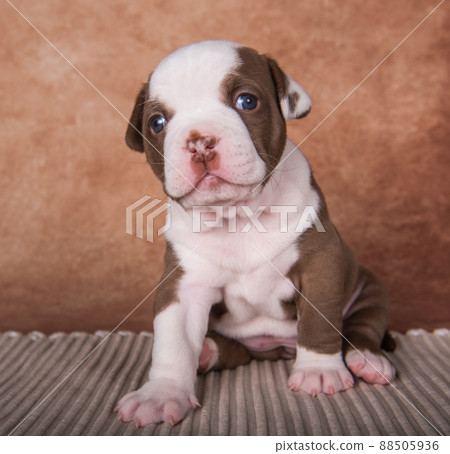 Funny American Bullies puppy on brown background 88505936