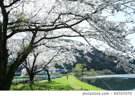 Cherry blossom local line Cherry blossom local line 88505970