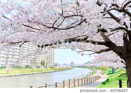 久中川水部公園的春天櫻花 88506087