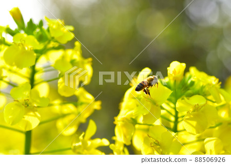 A bee standing in a flower A bee standing in a flower 88506926