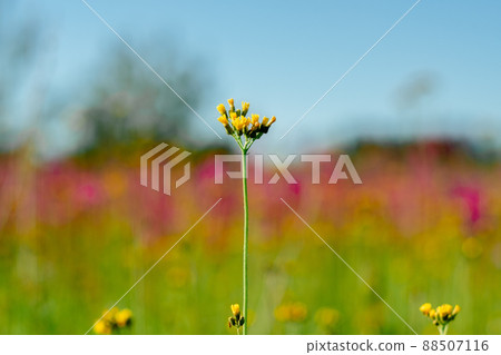 Closeup of sowthistle flower. Common dandelion flower against blurred background. 88507116