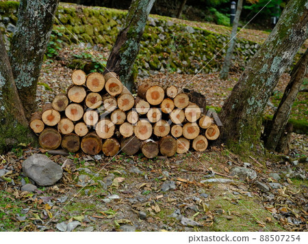 Sugi stump 88507254