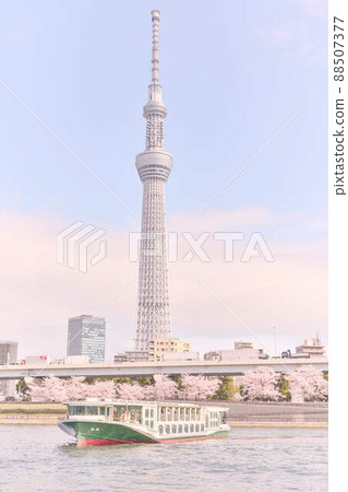 墨田公園的春天櫻花 88507377