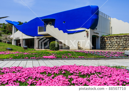 鯨睡之丘（鹿兒島縣南薩摩市大浦町） 88507710