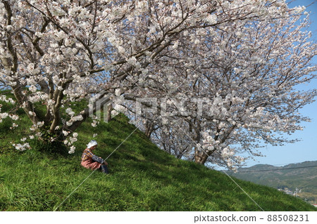 Sakura Hatayama Kofun, 福岡縣糸島市, 女 Sakura Hatayama Kofun, 福岡縣糸島市, 女 88508231