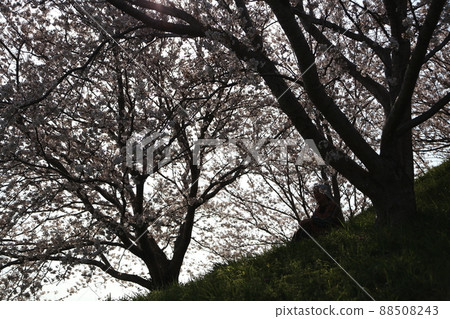Sakura Hatayama Kofun, Itoshima City, Fukuoka Prefecture, Female Sakura Hatayama Kofun, Itoshima City, Fukuoka Prefecture, Female 88508243