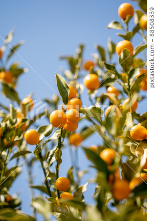 Kumquat 88508339