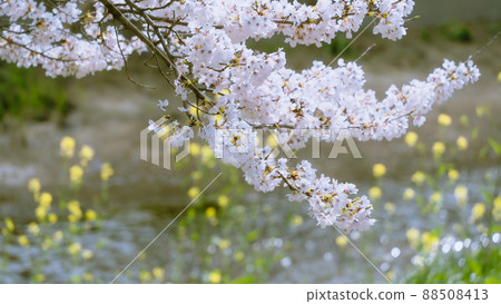 櫻花和油菜花 櫻花和油菜花 88508413