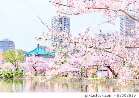 上野公園的春天櫻花 上野公園的春天櫻花 88508619