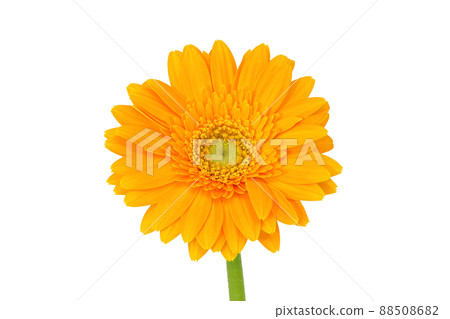 [Gerbera] (Depth synthesis) 88508682