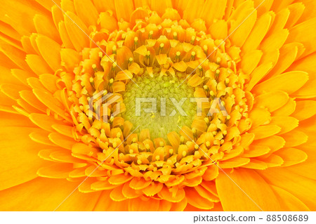 [非洲菊]（深度合成） 88508689