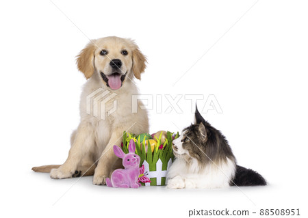 Puppy with easter decorations on white background 88508951