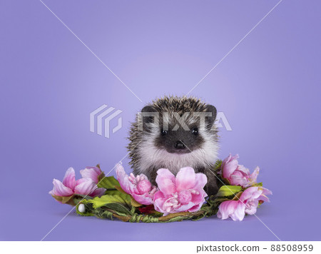 Hedgehog on purple background Hedgehog on purple background 88508959