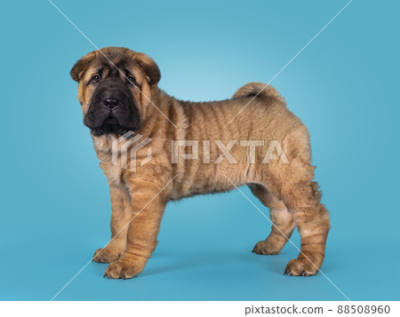 Sharpei dog puppy on turquoise blue background Sharpei dog puppy on turquoise blue background 88508960