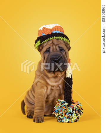 Sharpei dog puppy on sunflower yellow background Sharpei dog puppy on sunflower yellow background 88508963