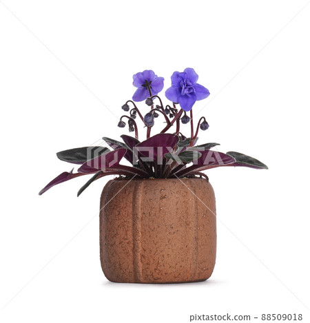 Blooming plant in pot on white background Blooming plant in pot on white background 88509018