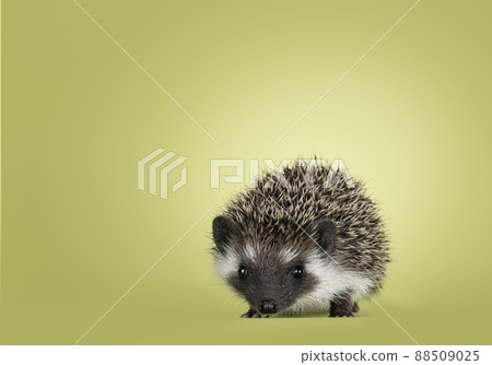 Hedgehog on green background 88509025