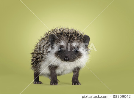 Hedgehog on green background 88509042
