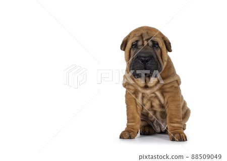 Sharpei dog puppy on white background Sharpei dog puppy on white background 88509049