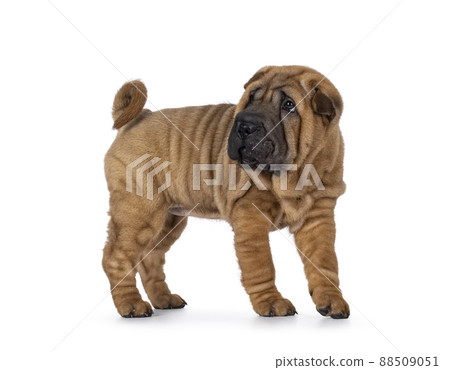 Sharpei dog puppy on white background 88509051