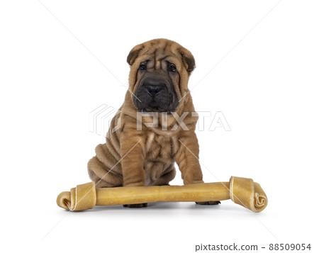 Sharpei dog puppy on white background 88509054