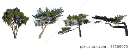木材, 白色背景, 肉質 木材, 白色背景, 肉質 88509070