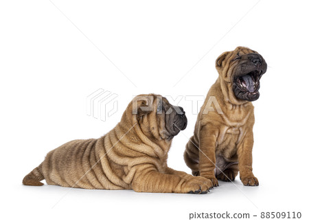 Shar pei pups on white background Shar pei pups on white background 88509110