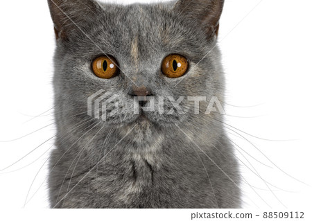 British Shorthair cat on white background British Shorthair cat on white background 88509112