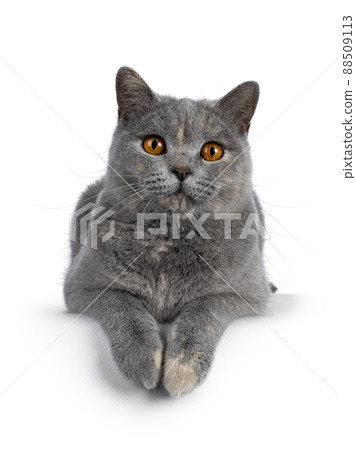 British Shorthair cat on white background 88509113