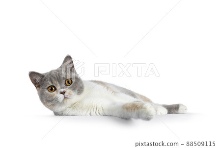 British Shorthair cat on white background 88509115
