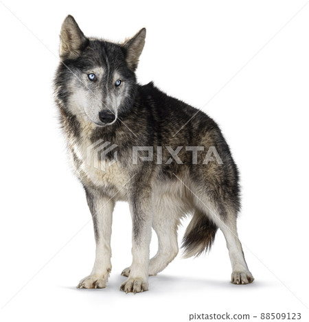 American Wofdog on white background 88509123
